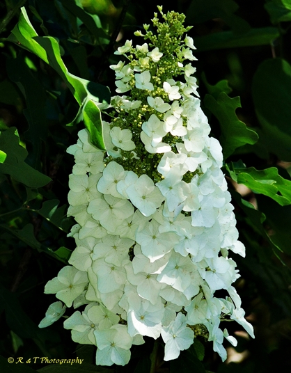 {Hydrangea quercifolia}